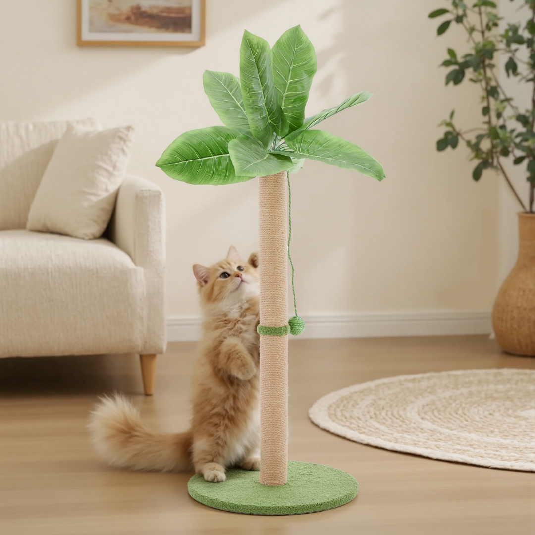 Comment empêcher un chat de griffer le canapé sans le punir